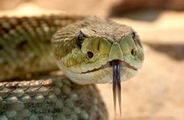 Nemačka policija otkrila farmu sa 110 zmija, među njima i zvečarke