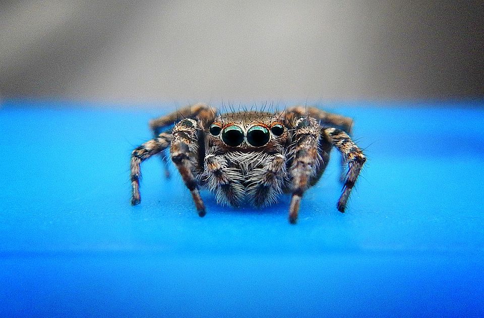 Tarantula uzrokovala udes u kojem je povređen turista