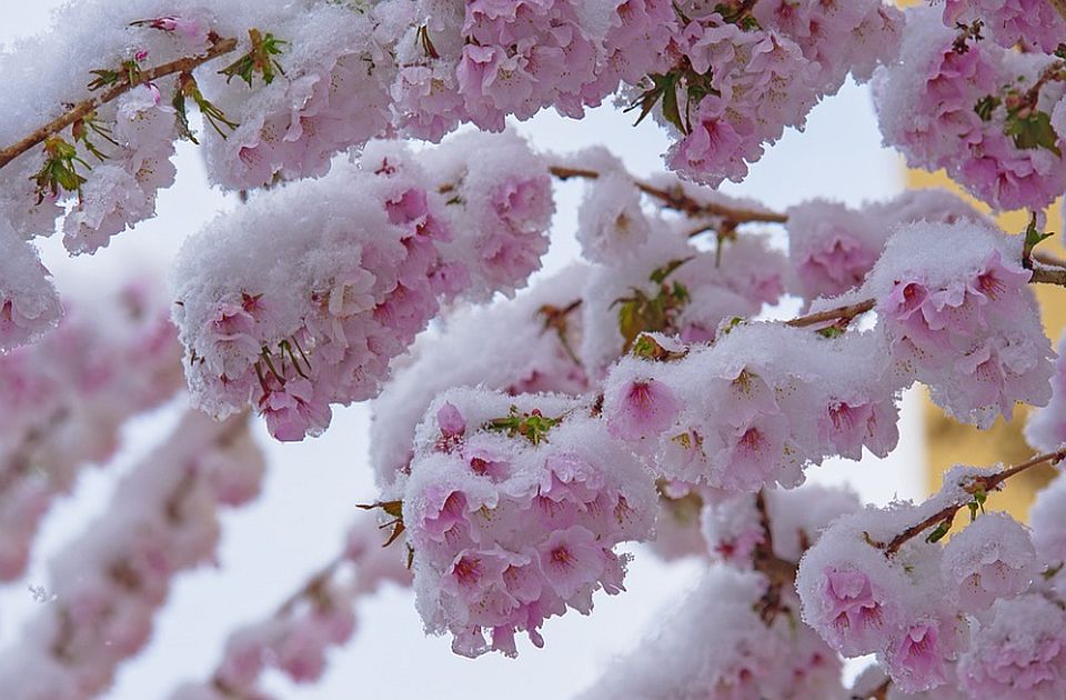 Zbog visokih temperatura voće ponovo procvetalo: Stručnjaci kažu da ovo nije dobro za biljke