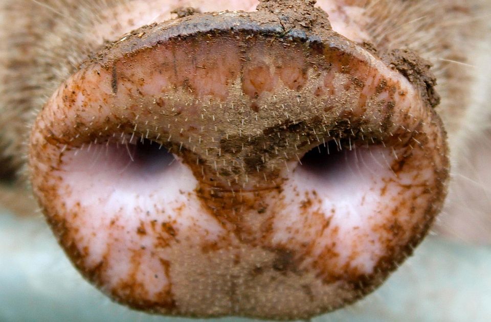 Leševi svinja ostavljeni na deponiji kod Bogatića, inspekcije izašle na teren