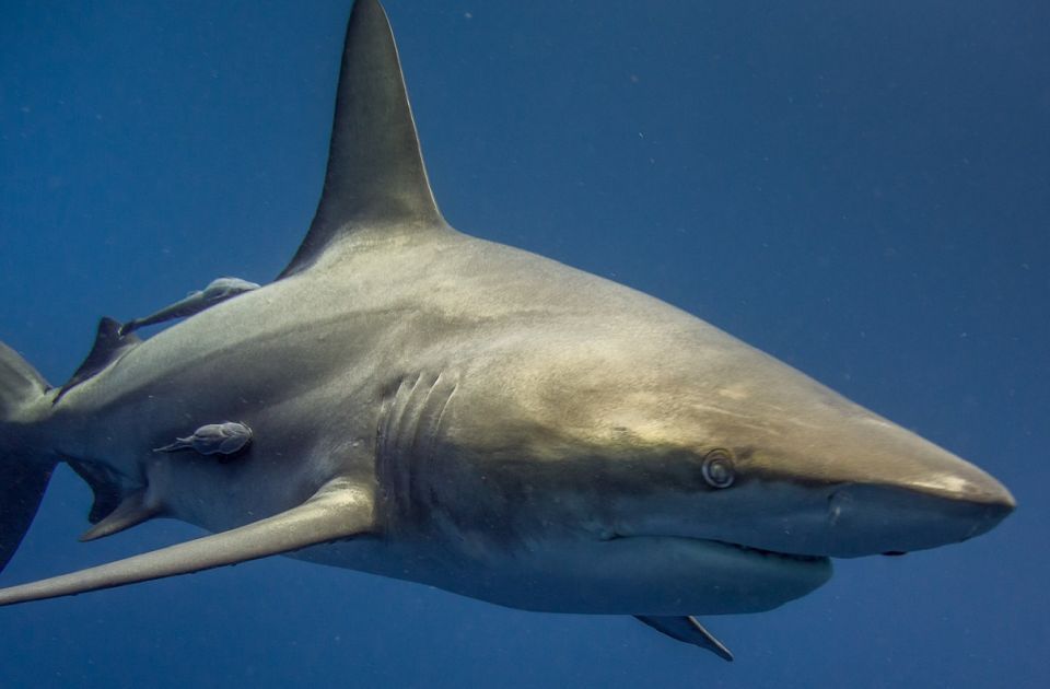 Dečaka napala ajkula kod Sidneja, lekari se bore za njegov život