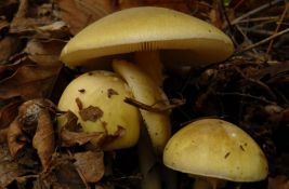 Tri osobe umrle od otrovnih pečuraka u Kaliforniji, velikom broju drugih oštećena jetra