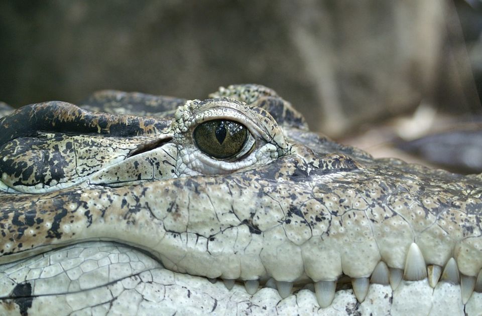 FOTO: Veterinari iz stomaka aligatora izvadili 70 kovanica 