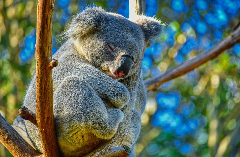 Jedan ljudski život, stado ovaca ili 50 koala - koga biste prvo spasili?