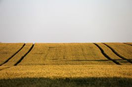 Paori u muci: Rekordna žetva, skromna zarada