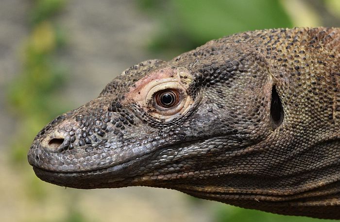 Turisti će plaćati 1.000 dolara da vide Komodo zmajeve