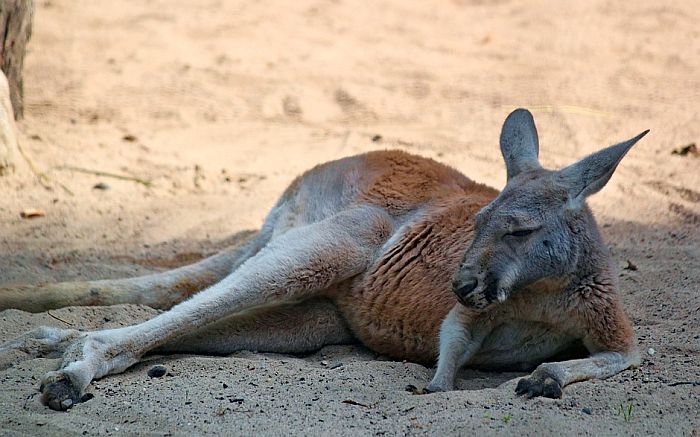 Mladić automobilom ubio 20 kengura