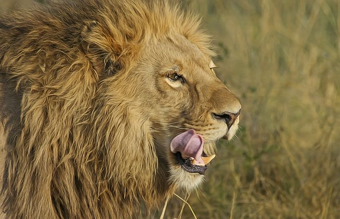 VIDEO: Zoo vrt tužio ženu koja je ušla u prostor za lavove