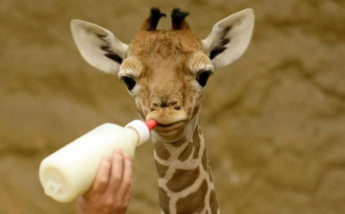 U Kaliforniji rođena beba žirafa, već visoka dva metra