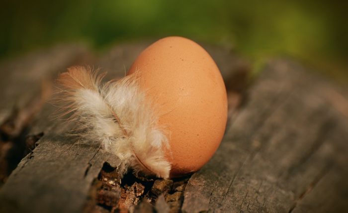 Naučnici odgovorili na pitanje šta je starije: kokoška ili jaje