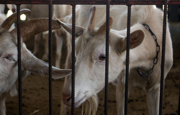 Albanija počinje da izvozi ovce i koze u Srbiju