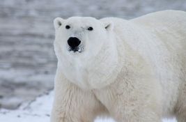 Polarni medvedi gladuju: Prinuđeni da jedu ptičja jaja, bobice i travu