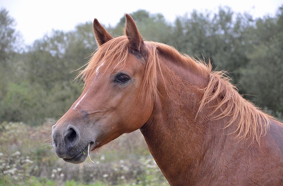 Meštanin Vlasotinca pretukao kobilu i naneo joj teške povrede: Oduzeta mu, a on završio u zatvoru