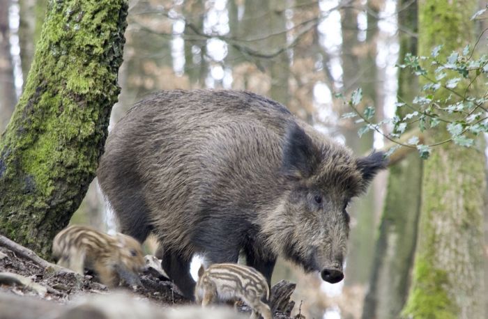 Poljski ministar predložio da policija puca na zaražene divlje svinje