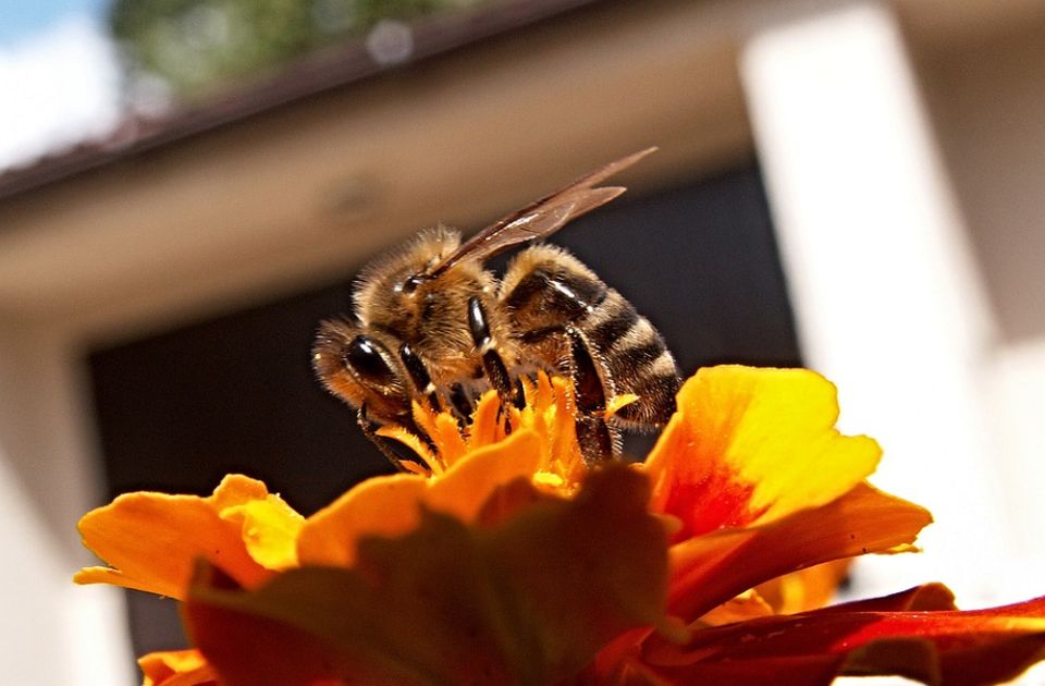 Mladića 20.000 puta ubole pčele ubice, progutao njih 30