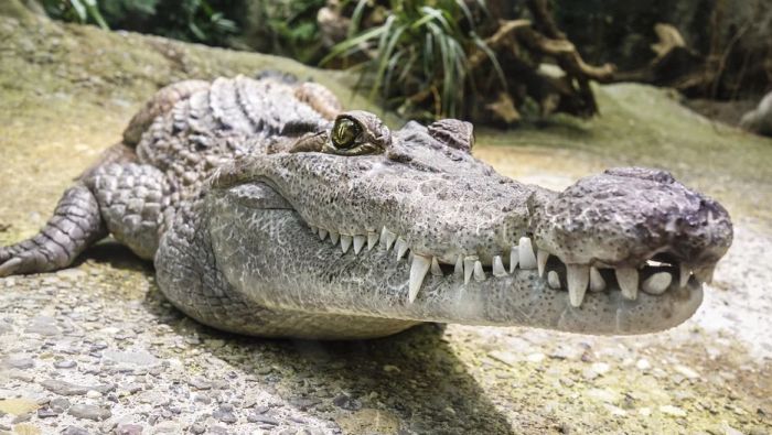 Krokodil pojeo dečaka u Indoneziji