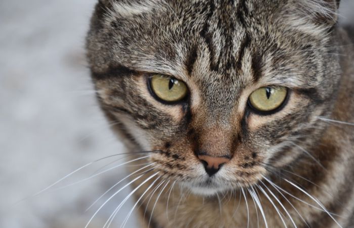 VIDEO: Ostao da spasava mačke u Fukušimi i ne želi da ode dok ne zbrine poslednju