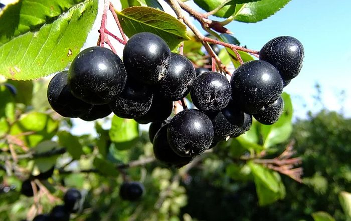Aroniju sa obronaka Suve planine kupci neće ni za 100 dinara