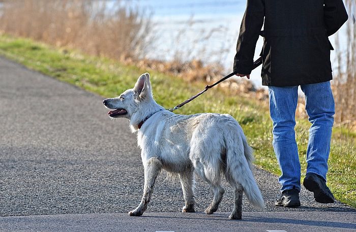 Nemačka uvodi obavezu šetanja pasa