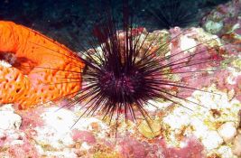 Morski ježevi kod Kanarskih ostrva na ivici izumiranja zbog nepoznate bolesti