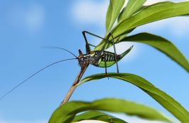 Cvrčci koji su jeli mikroplastiku porasli 25 puta za kratak period