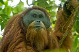 Bojazan da su poslednje jedinke najugroženijeg orangutana na svetu stradale u poplavama na Sumatri