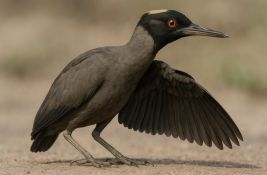 Mala praistorijska ptica se ugušila sa 800 kamenčića, stručnjaci ne znaju zašto