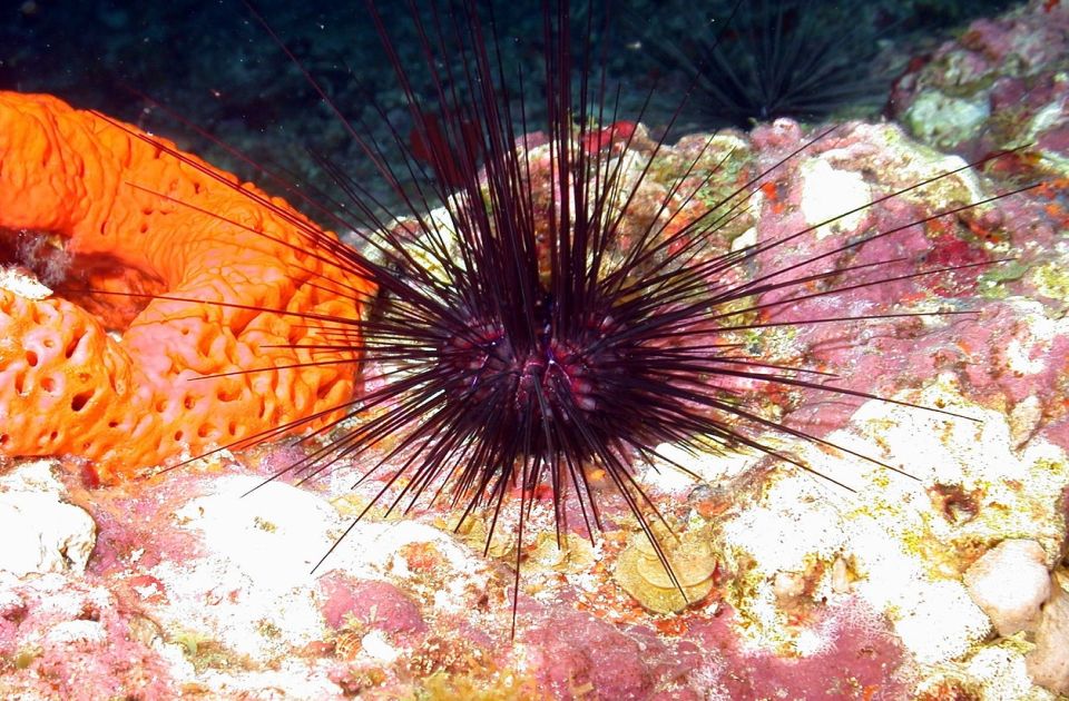 Morski ježevi kod Kanarskih ostrva na ivici izumiranja zbog nepoznate bolesti