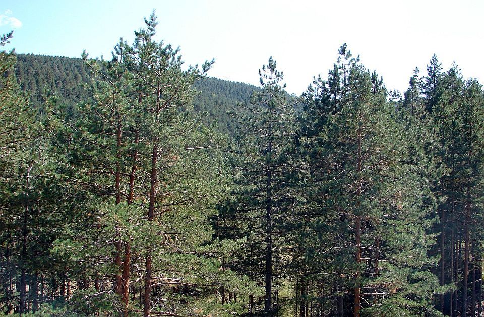 Zlatibor i dalje najposećenija planinska destinacija u Srbiji