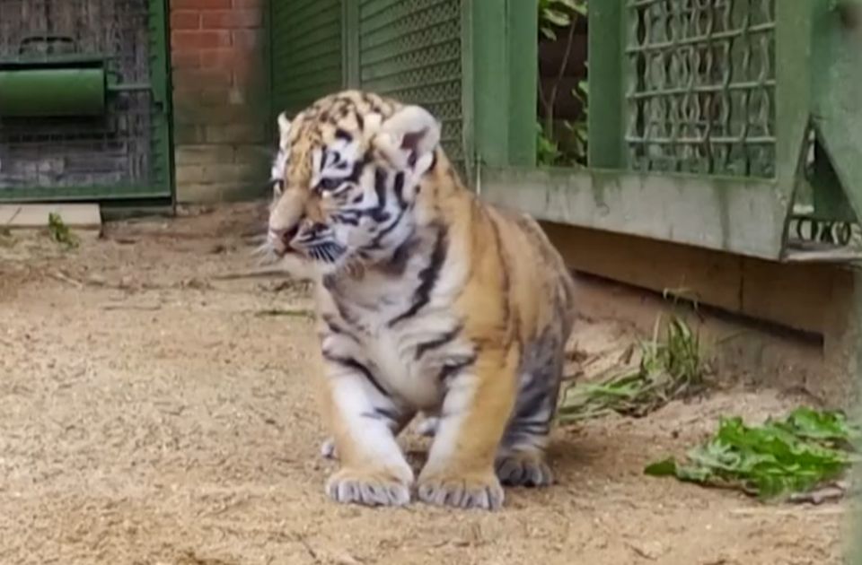 VIDEO: Mladunci ugroženog amurskog tigra prvi put izašli iz skloništa u Moskvi