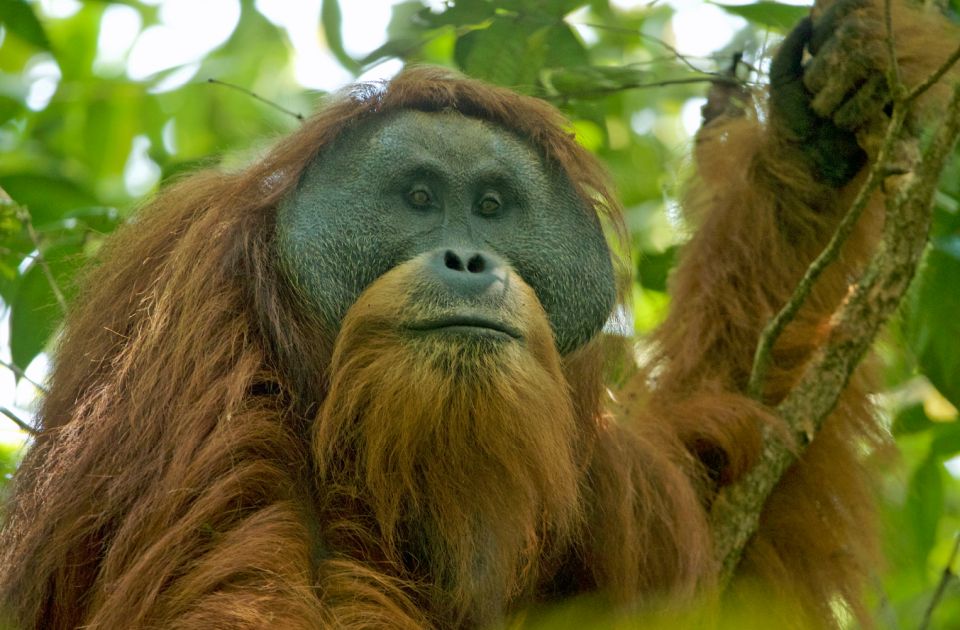 Bojazan da su poslednje jedinke najugroženijeg orangutana na svetu stradale u poplavama na Sumatri