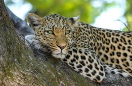 VIDEO: Leopard napao i povredio 13 ljudi u Indiji