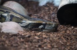 VIDEO: Uhvaćen najveći burmanski piton, dug više od pet metara i težak 56 kg