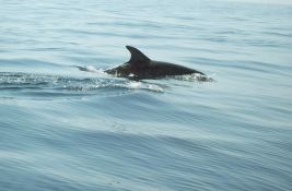 Više od 50 delfina se nasukalo na ostrvu u Škotskoj