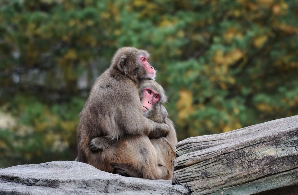 Mužjaci majmuna češće imaju odnose sa drugim mužjacima nego sa ženkama