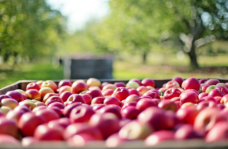 Za zaštitu od grada u voćnjacima i vinogradima u Vojvodini 53,8 miliona dinara