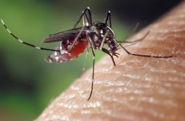 Kod komarca u Beogradu otkriven virus Zapadnog Nila
