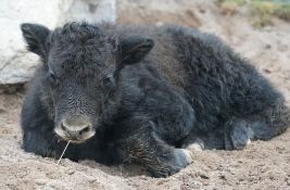 Dva miliona životinja uginulo u Mongoliji zbog ekstremne hladnoće