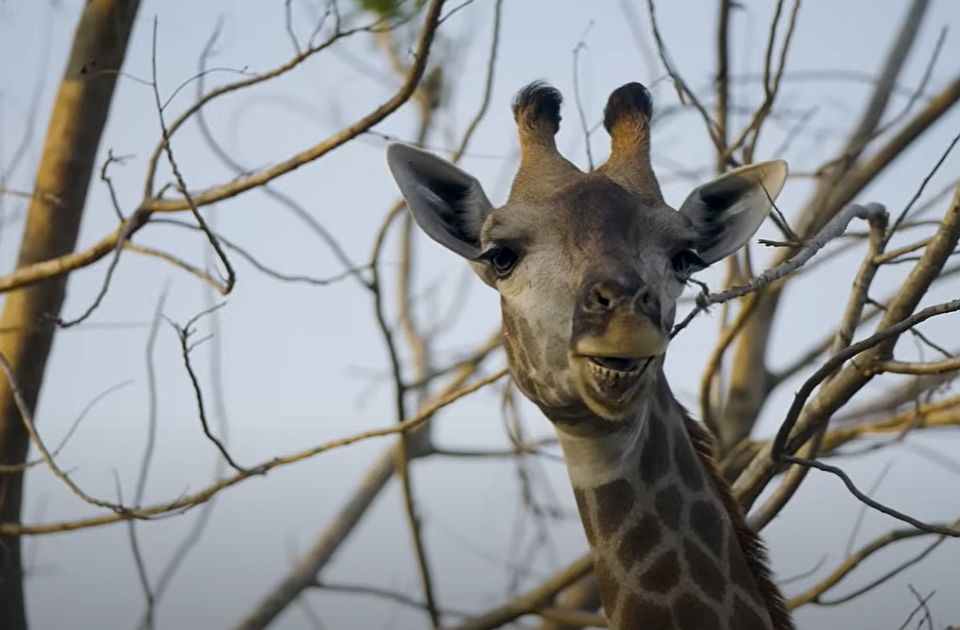 VIDEO: Pokrenuta istraga o ogromnom zoo vrtu u Indiji koji drži sin milijardera