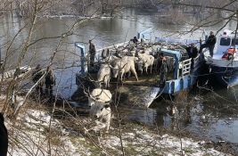 Nastavljena evakuacija krava sa Krčedinske ade, konjima se doprema hrana