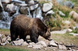 Zoološki vrt u Škotskoj udomio medveda koji je preživeo rat u Ukrajini