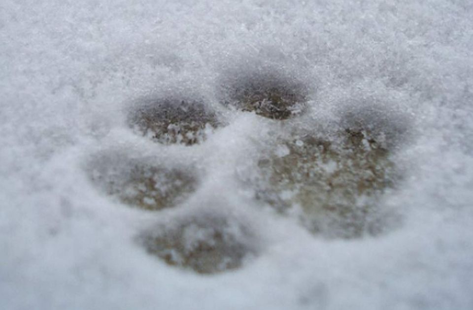 Planinari iz BiH koji su stradali na Elbrusu sa sobom na uspon nosili i mačku - nije pronađena