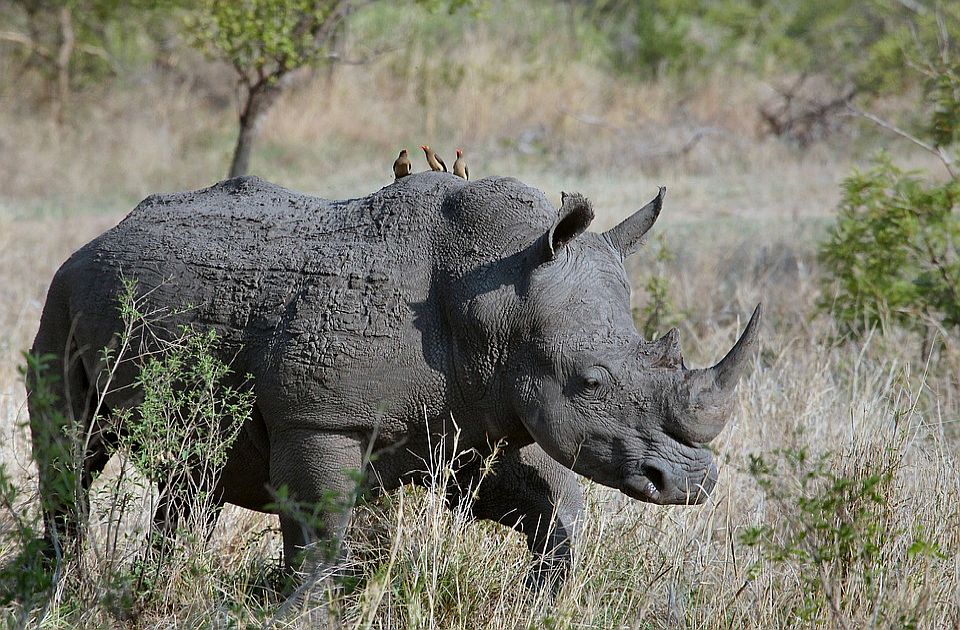 U Južnoj Africi ubijeno za trećinu više nosoroga nego prošle godine