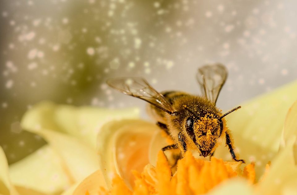 Studija: Pčele bolje oprašuju kad konzumiraju kofein