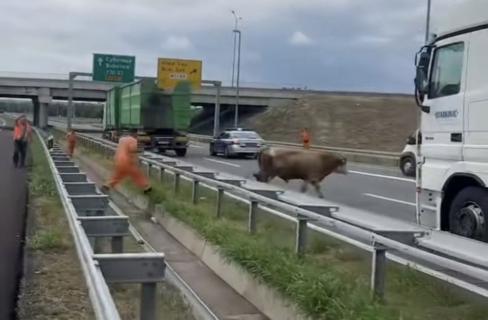 VIDEO: Bik na autoputu u blizini Novog Sada