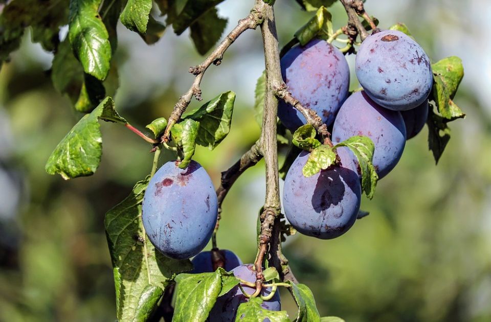 Inflacija opet iznad granice: Voće poskupelo za 31,6 odsto u odnosu na prošlu godinu