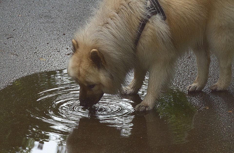 Zašto psi ne bi trebalo da piju vodu iz bare