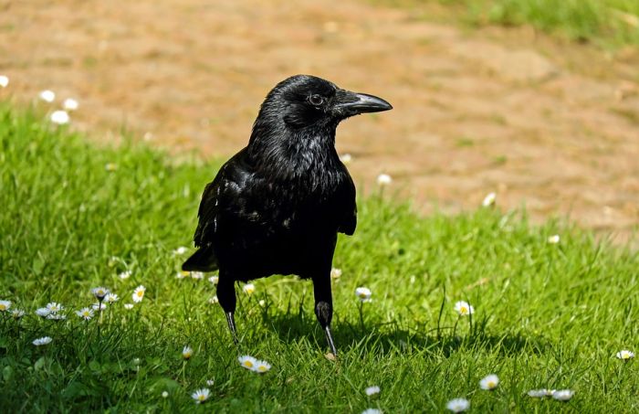 Vrane će čistiti zabavni park u Francuskoj