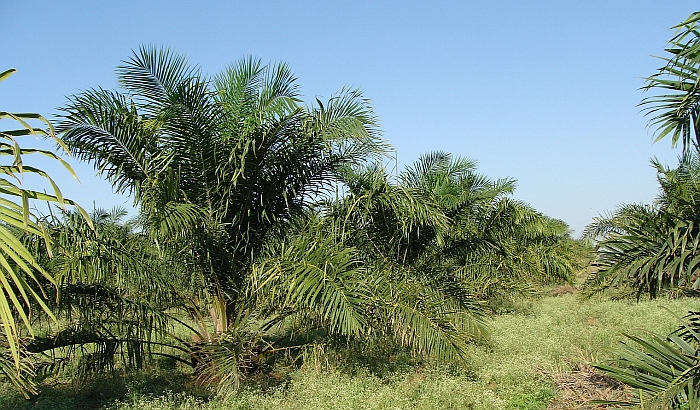 Potražnja za palminim uljem uništava svetske šume