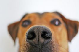Zašto psi njuše međunožje vlasnika?